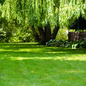 jogging-track-3-1.webp